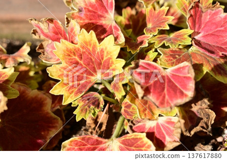 Maple geranium (Bangaraceae) Pelargonium genus Maple geranium (Bangaraceae) Pelargonium genus 137617880