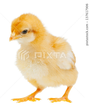 Fluffy baby chick standing isolated on white background Fluffy baby chick standing isolated on white background 137617906