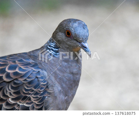 斑鳩臉部的特寫 斑鳩臉部的特寫 137618075