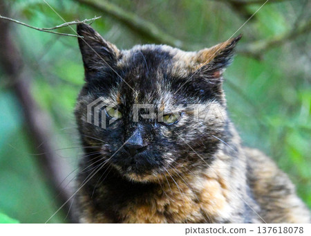 A rust-colored cat's face staring intently at me 137618078