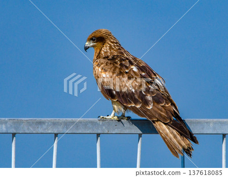 Black kite perched on a fence 137618085