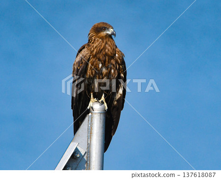 A kite perched on the top of an iron pole A kite perched on the top of an iron pole 137618087
