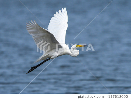 A great egret spreading its wings and taking off A great egret spreading its wings and taking off 137618090