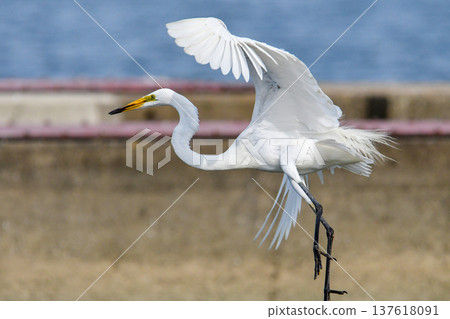 一隻大白鷺展開雙翼,展翅飛翔。 一隻大白鷺展開雙翼,展翅飛翔。 137618091