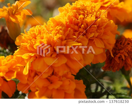 bright marigold flowers 137618230