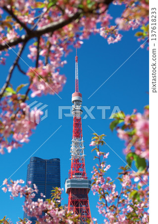 東京芝公園的河津櫻花盛開,與東京鐵塔交相輝映,是日本春天到來的標誌性景象。 東京芝公園的河津櫻花盛開,與東京鐵塔交相輝映,是日本春天到來的標誌性景象。 137618233