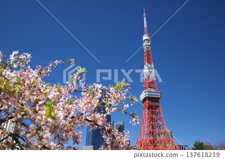 Kawazu cherry blossoms in full bloom in Shiba Park, Tokyo, and Tokyo Tower are iconic Japanese scenes signaling the arrival of spring. Kawazu cherry blossoms in full bloom in Shiba Park, Tokyo, and Tokyo Tower are iconic Japanese scenes signaling the arrival of spring. 137618239