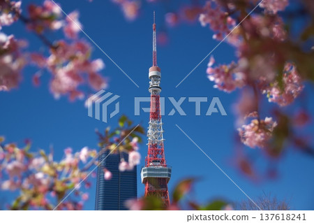 Kawazu cherry blossoms in full bloom in Shiba Park, Tokyo, and Tokyo Tower are iconic Japanese scenes signaling the arrival of spring. Kawazu cherry blossoms in full bloom in Shiba Park, Tokyo, and Tokyo Tower are iconic Japanese scenes signaling the arrival of spring. 137618241