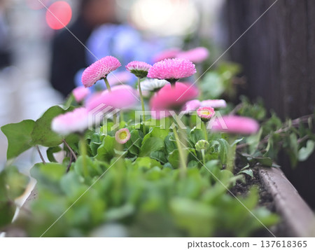 Pink pompom-shaped daisies blooming densely in a flower bed 137618365