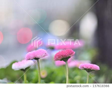 Close-up of a blooming pink daisy against a beautiful bokeh background 137618366