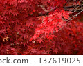 Vivid autumn leaves spreading to one side 137619025