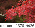 The contrast of deep autumn leaves and nature 137619026