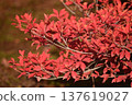 The autumn leaves of the Enkianthus campanulatus turn red in the autumn sunlight 137619027
