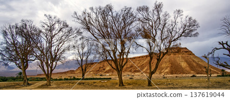 Leafless trees standing in arid moroccan landscape Leafless trees standing in arid moroccan landscape 137619044