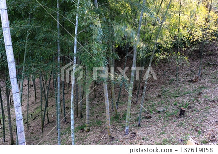 The open landscape of a thinned bamboo forest The open landscape of a thinned bamboo forest 137619058