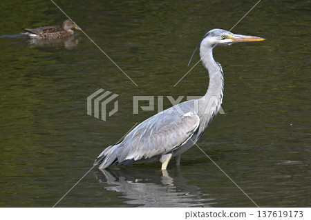 Grey herons and spot-billed ducks hunting for prey Grey herons and spot-billed ducks hunting for prey 137619173