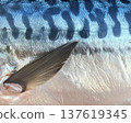 Fish skin texture of mackerel with fin close up 137619345