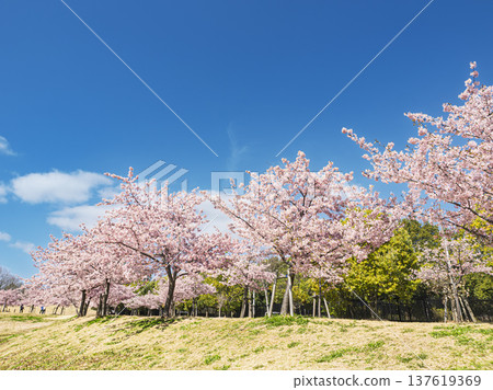 河津櫻花在藍天的襯托下，綻放出絢麗的春日色彩。 137619369