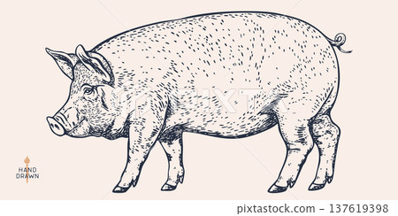 Pork, pig, hog, meat sketch, hand drawn Pork, pig, hog, meat sketch, hand drawn 137619398