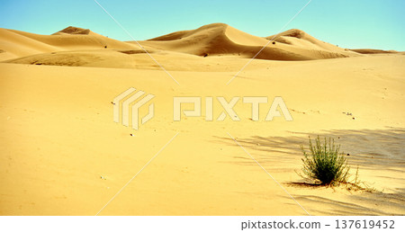 Green bush growing in vast sahara desert dunes 137619452