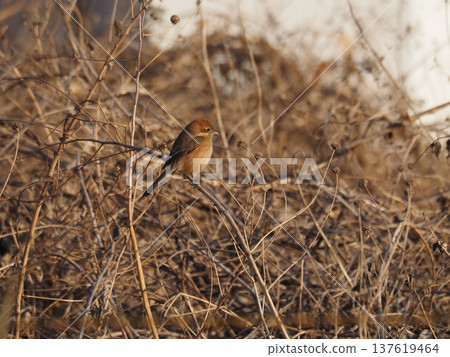 A shrike perched on a branch on the Arakawa riverbank 137619464