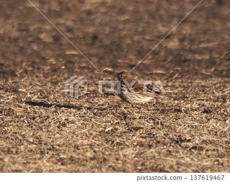 A pipit spending winter on the banks of the Arakawa River A pipit spending winter on the banks of the Arakawa River 137619467