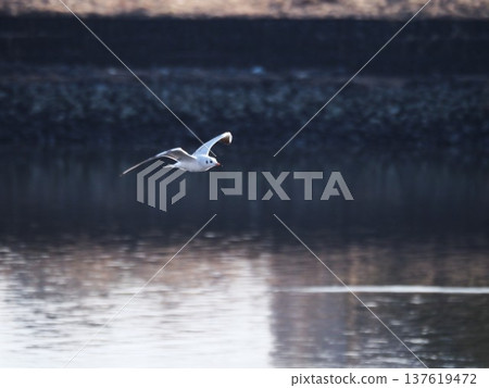 Black-headed gulls flying over the surface of the Arakawa River Black-headed gulls flying over the surface of the Arakawa River 137619472