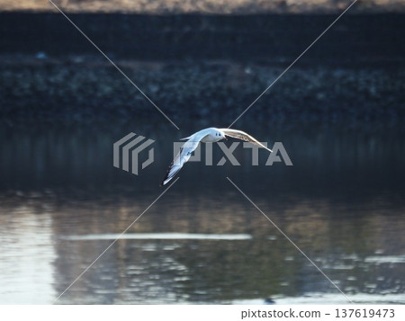 黑頭鷗飛越荒川河面 137619473