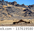 Nomad tent standing in harsh moroccan desert landscape 137619580