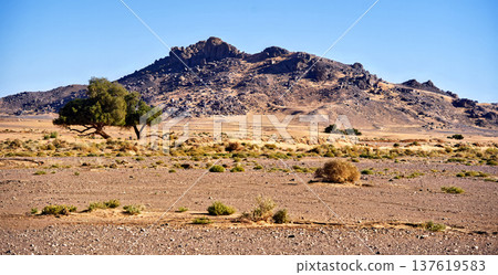 Rocky desert landscape featuring a lone tree standing under blue sky Rocky desert landscape featuring a lone tree standing under blue sky 137619583