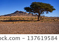 Acacia tree standing alone in arid moroccan desert landscape 137619584