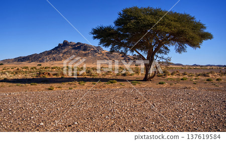 Acacia tree standing alone in arid moroccan desert landscape Acacia tree standing alone in arid moroccan desert landscape 137619584
