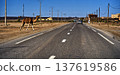 Camel crossing desert road in moroccan landscape 137619586