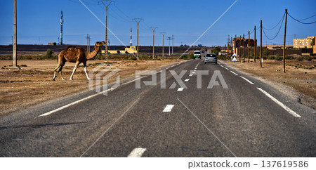 Camel crossing desert road in moroccan landscape 137619586
