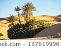 Date palm trees thriving in desert sand dunes 137619996