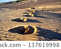 Camel footprints tracing trail on desert sand dune 137619998