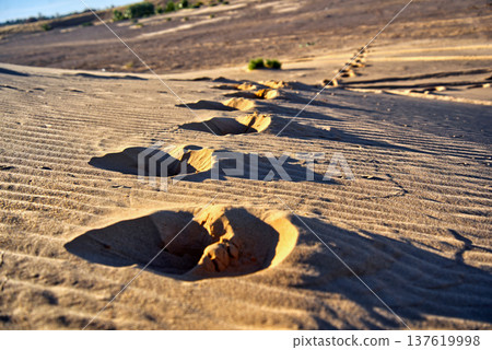 Camel footprints tracing trail on desert sand dune Camel footprints tracing trail on desert sand dune 137619998