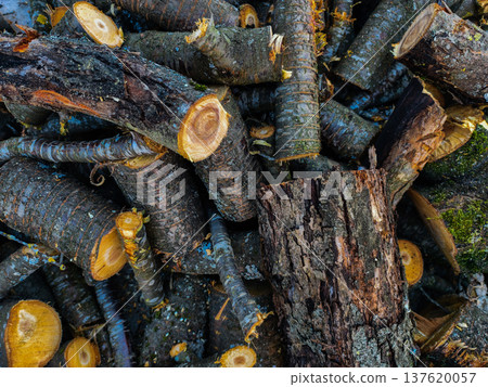 Stacked cut logs and bark creating warm, rustic texture and earthy tones for sustainable forestry, renewable fuel, construction material, and natural background concepts. Stacked cut logs and bark creating warm, rustic texture and earthy tones for sustainable forestry, renewable fuel, construction material, and natural background concepts. 137620057