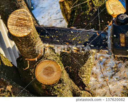Chainsaw blade slicing through a tree branch, throwing wood chips and fresh sawdust in a bright outdoor close-up that captures pruning and logging action. 137620082