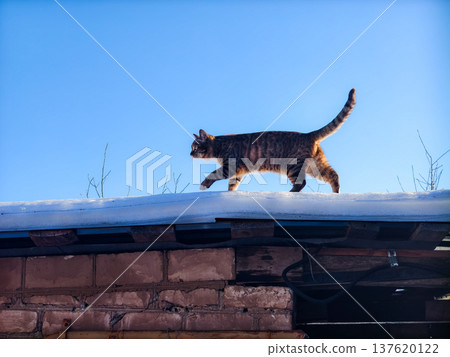 Tabby cat walking cautiously on a snow-covered roof against a clear blue sky, navigating the cold winter environment with sunlight illuminating its fur. 137620122