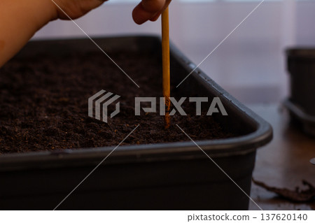 Adult hand holding a wooden stick making a small hole in rich dark soil inside a black rectangular tray, preparing for future planting and the growth of new seedlings. Adult hand holding a wooden stick making a small hole in rich dark soil inside a black rectangular tray, preparing for future planting and the growth of new seedlings. 137620140