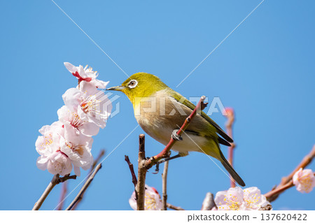 White plum blossoms and cute Japanese white-eyes against the blue sky White plum blossoms and cute Japanese white-eyes against the blue sky 137620422