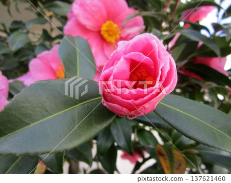 Close-up of pink camellia buds Close-up of pink camellia buds 137621460