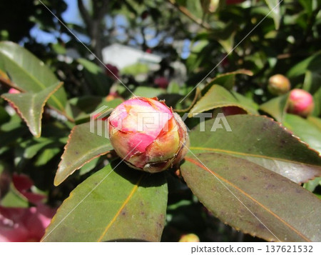 A close-up of a pink camellia bud A close-up of a pink camellia bud 137621532