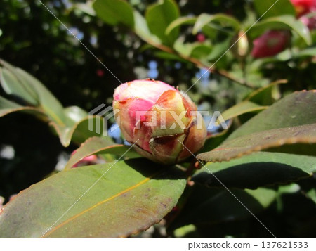 A close-up of a pink camellia bud 137621533