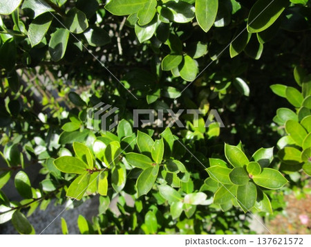 Close-up of boxwood leaves and branches 137621572