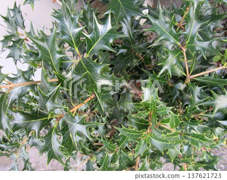 Close-up of holly leaves 137621723