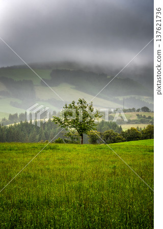 Sao Miguel Island Landscape 137621736
