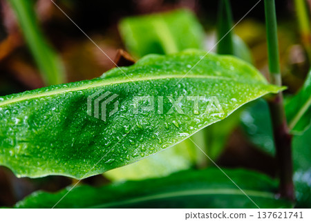 Rain-Kissed Leaf in Sao Miguel Rain-Kissed Leaf in Sao Miguel 137621741