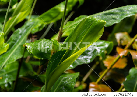 Lush Green Foliage in Sao Miguel Lush Green Foliage in Sao Miguel 137621742